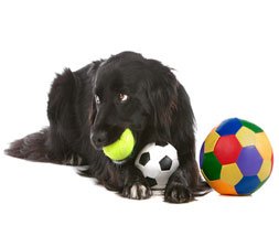 Играчки за кучето