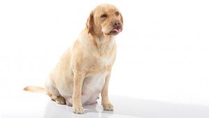 Бременни кучета