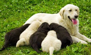 Отбиване на малки кученца