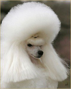 Пудел за изложба