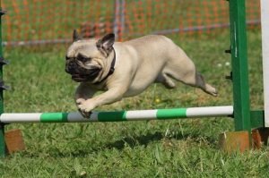 Мопсът обича да играе