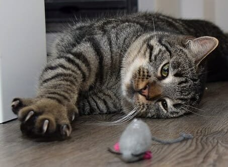 Котешките нокти